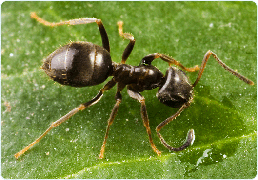 Ant